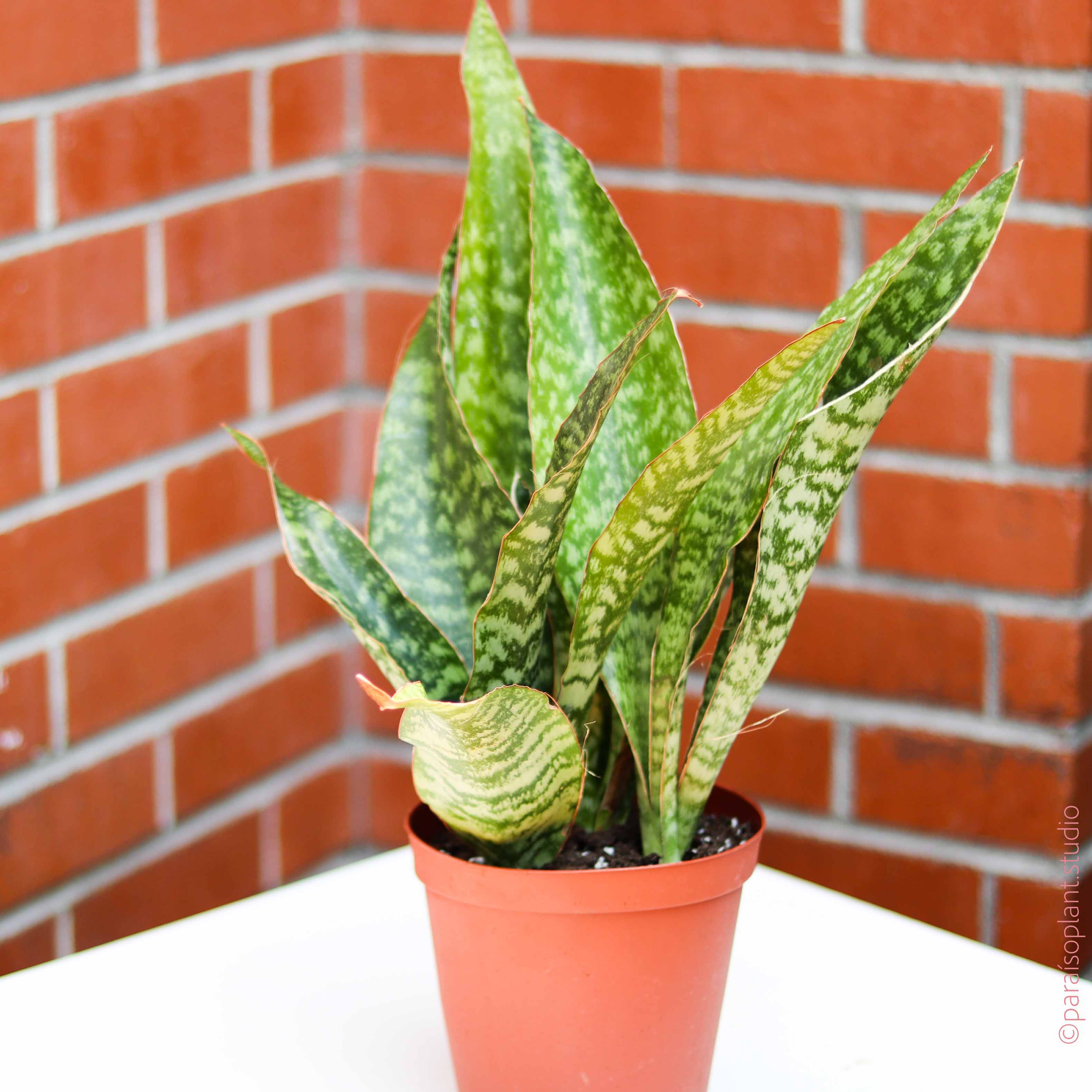 sansevieria jaboa care 6in Sansevieria Jaboa
