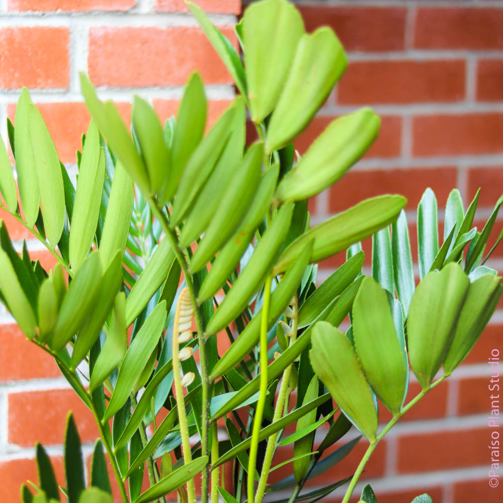 cardboard zz plant 10in Cardboard Palm – Paraíso Plant Studio