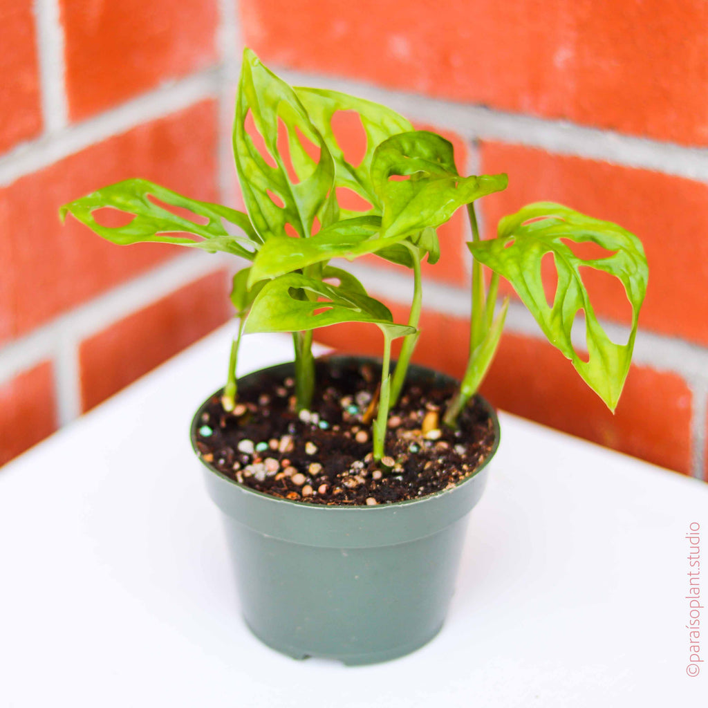 monstera adansonii potting mix 4in Monstera Adansonii 'Swiss Cheese’ Big Leaf