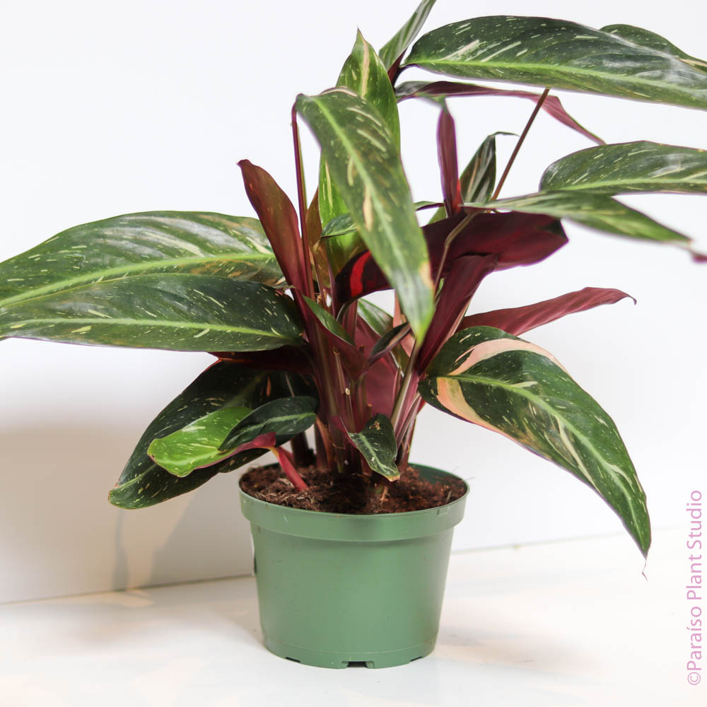 magicstar calathea 6in Calathea Magic Star