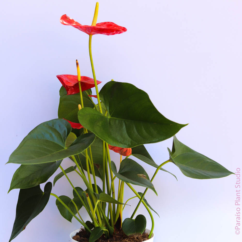 anthurium plant cost 8in Red Anthurium – Paraíso Plant Studio