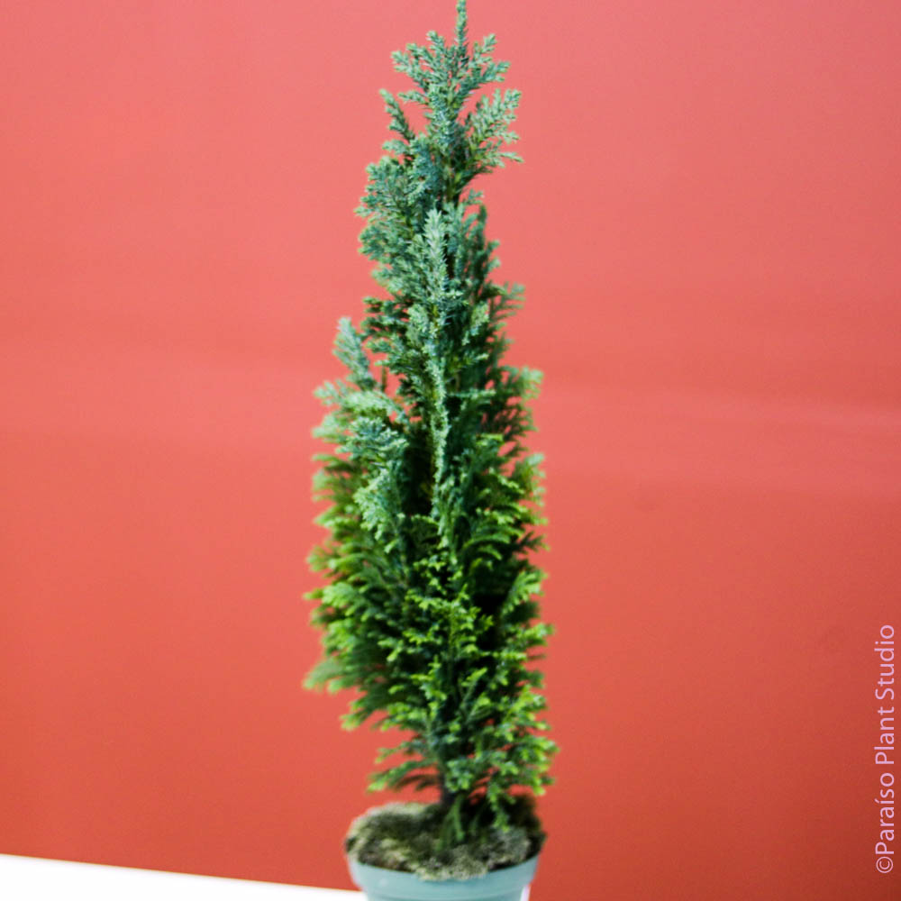 3in European Holiday Tree