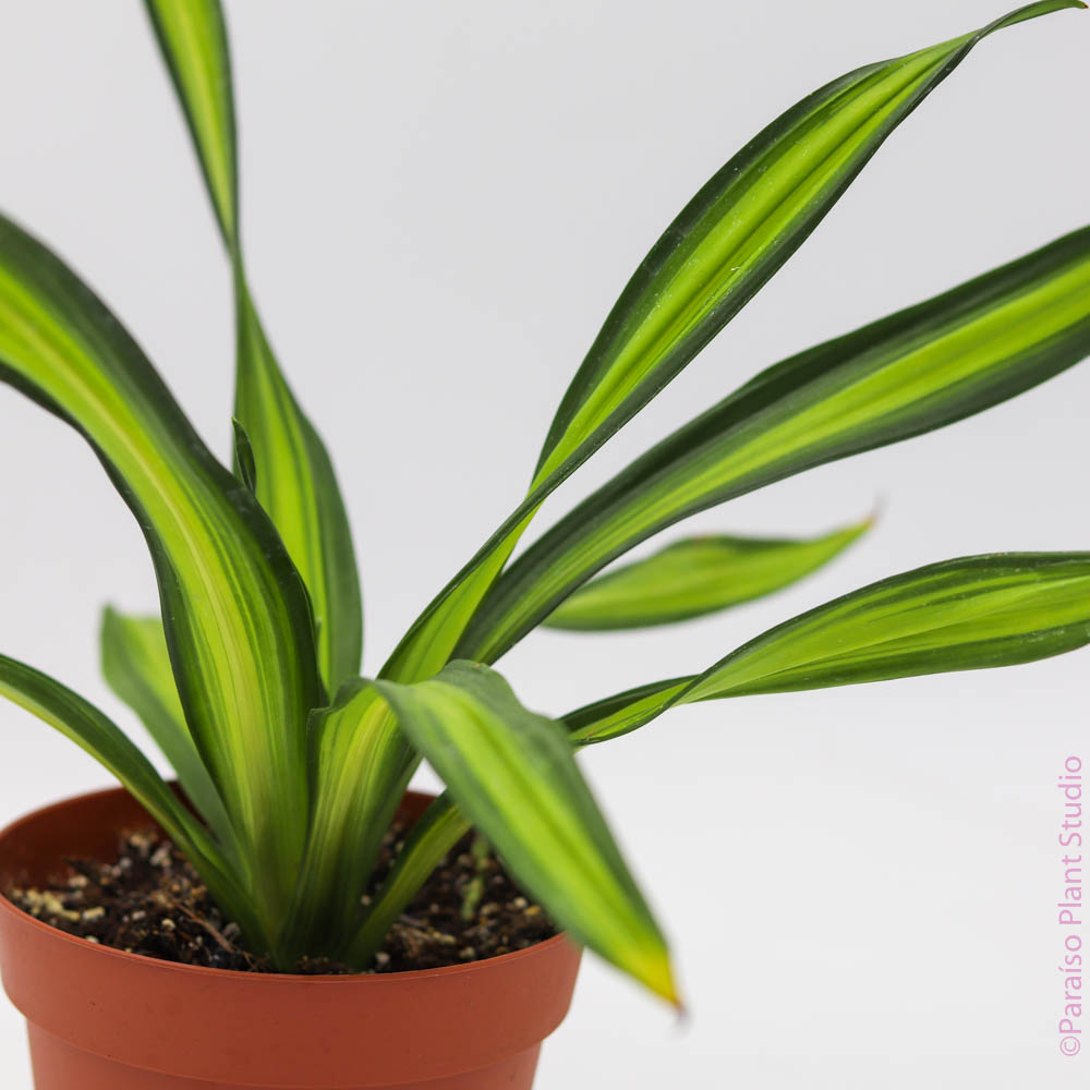 dracaena rikki indoor plant 4in-6in Dracaena Rikki – Paraíso Plant Studio