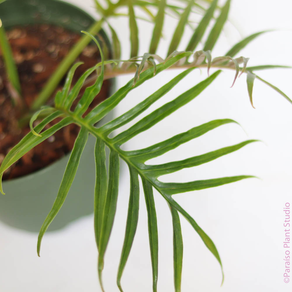philodendron polypodioides vs tortum Philodendron tortum