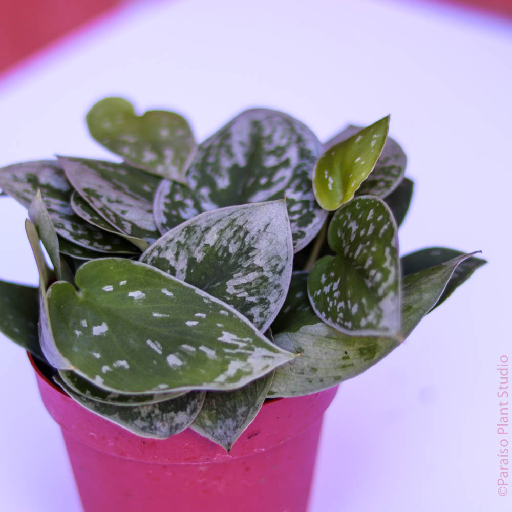 satin pothos silvery ann Satin Pothos Scindapsus Pictus