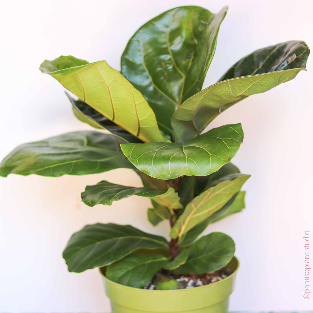 6in Ficus Lyrata 'Fiddle Leaf Fig'