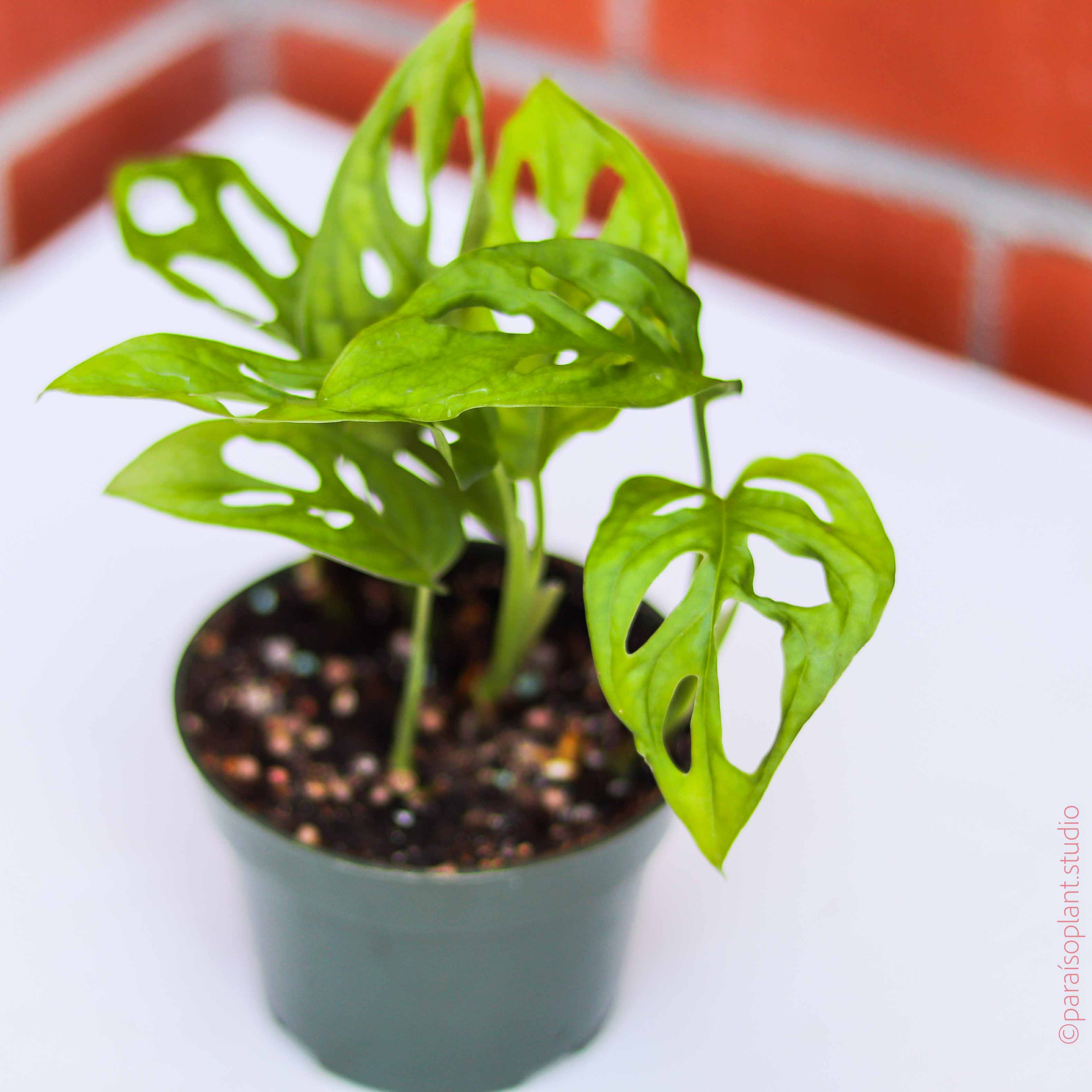 monstera adansonii seeds 4in Monstera Adansonii 'Swiss Cheese’ Big Leaf