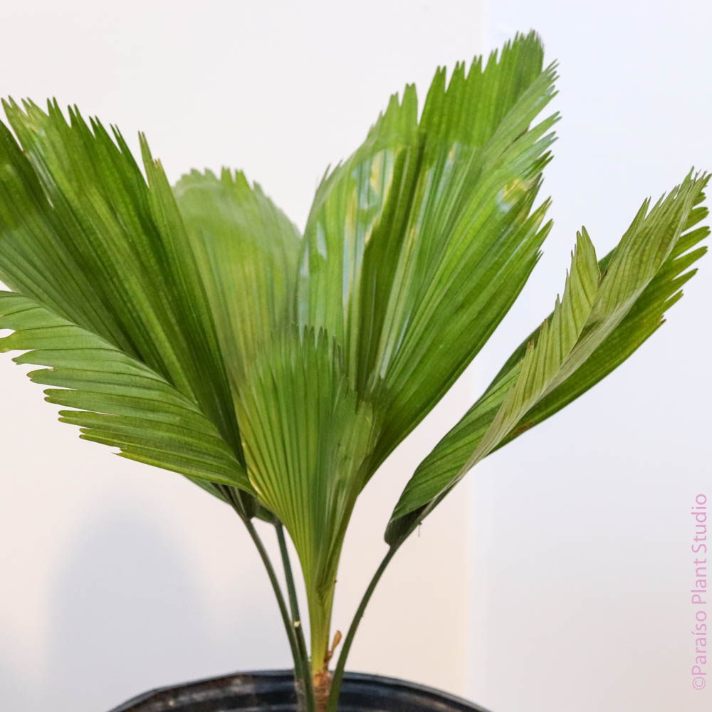 fan leaf palm plant 10in Licuala Grandis 'Ruffled Fan Palm' – Paraíso Plant Studio