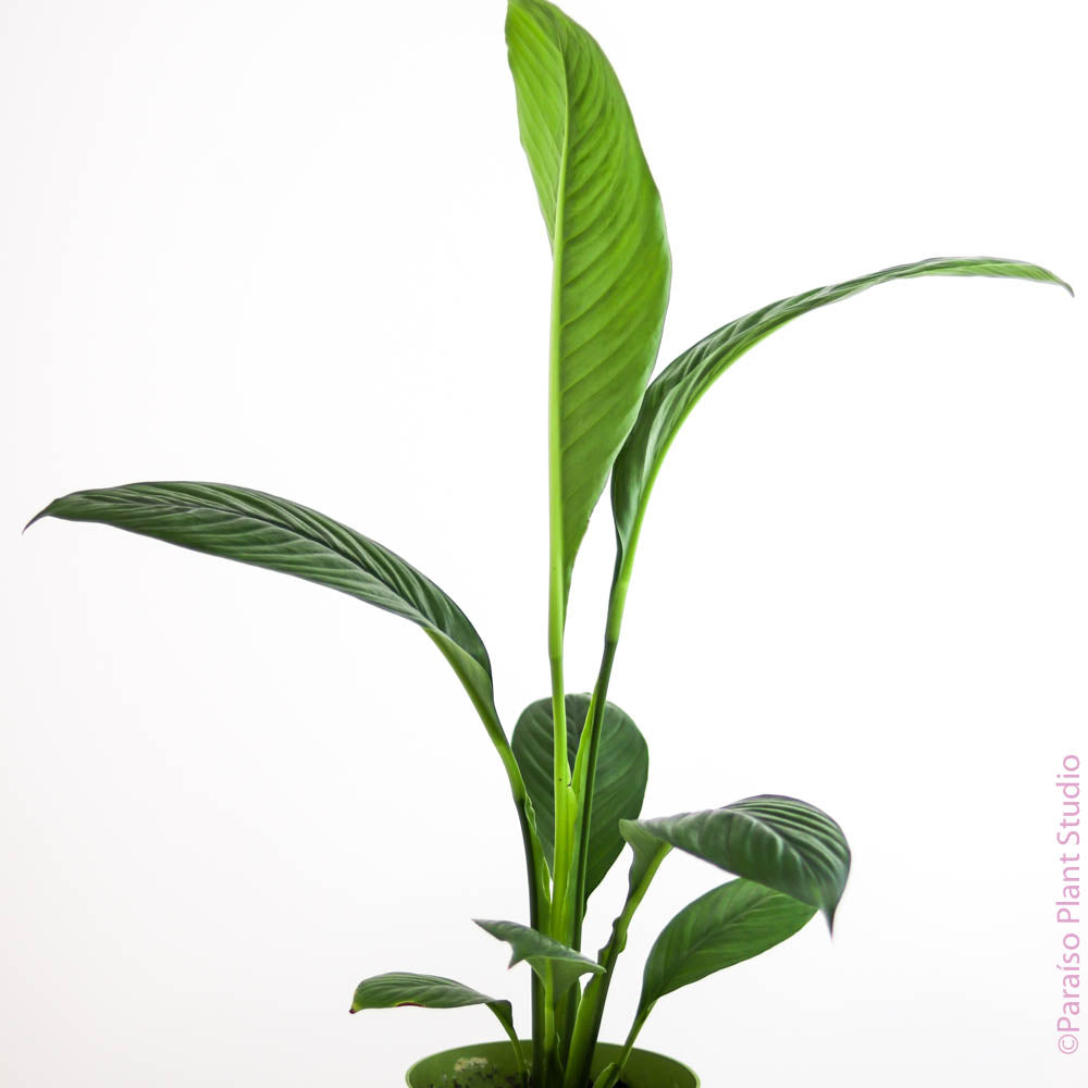 dracaena spathiphyllum 4in-6in 'Sensation Peace Lily' Spathiphyllum – Paraíso Plant Studio