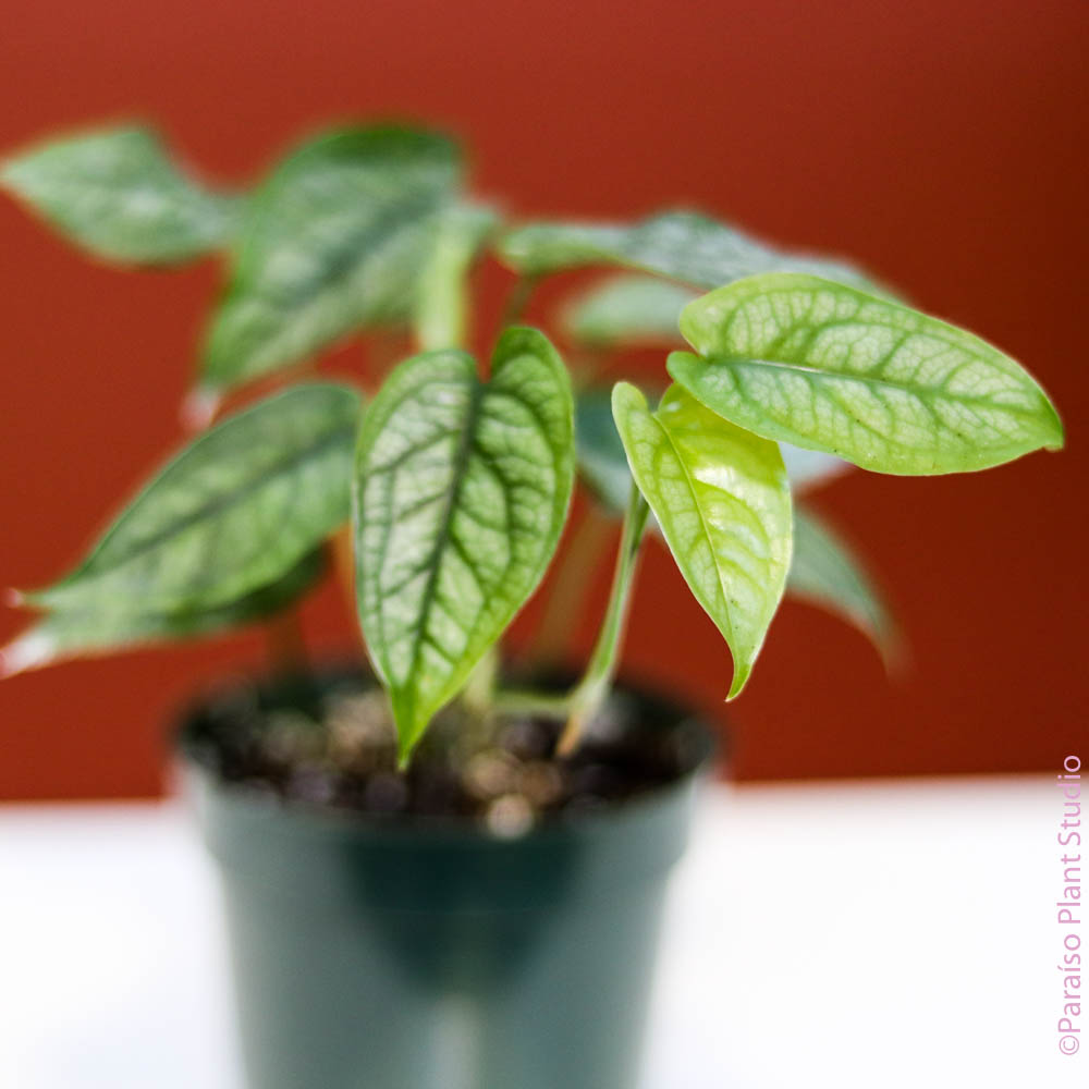 monstera siltepecana 4in Monstera Siltepecana
