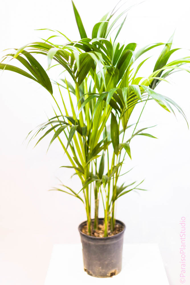 10in 4-5ft Kentia Palm