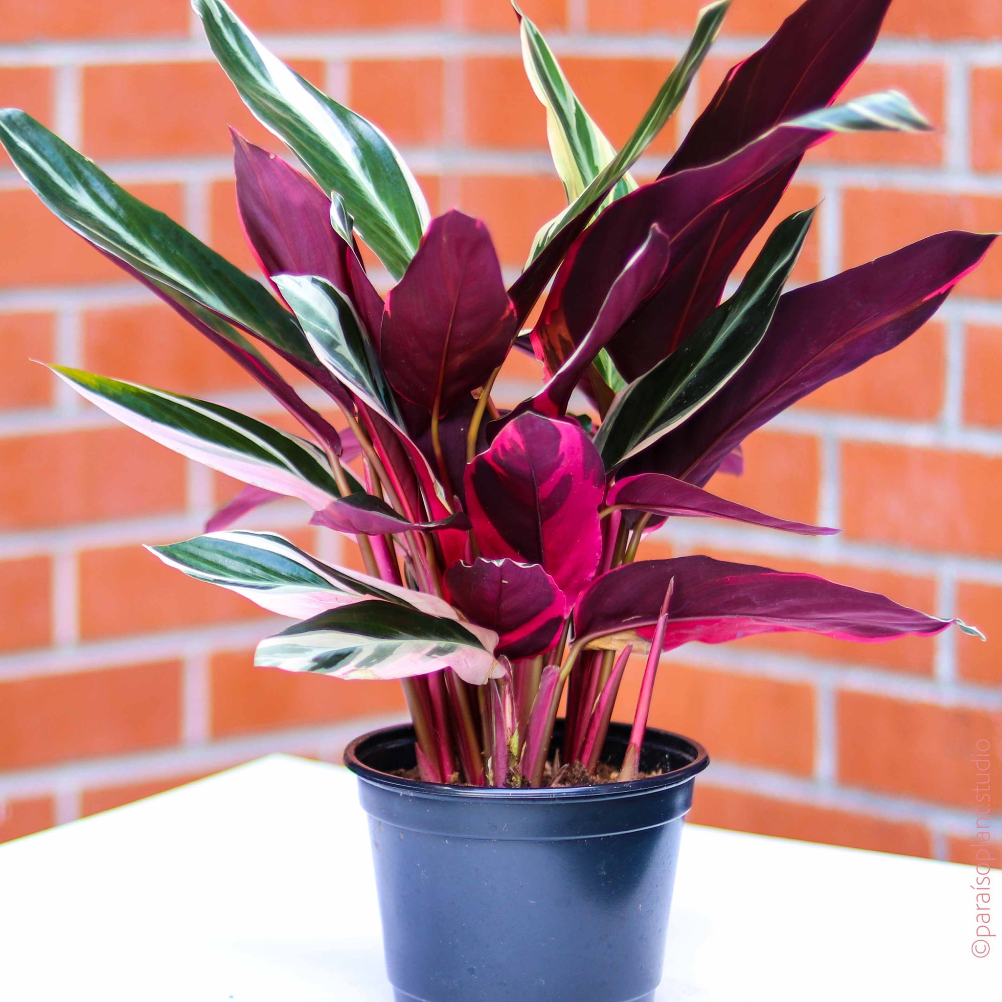 6in Stromanthe – Paraíso Plant Studio