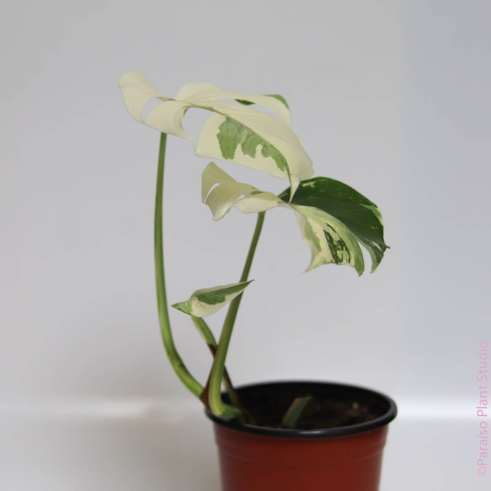 6in Variegated Monstera 'Albo’