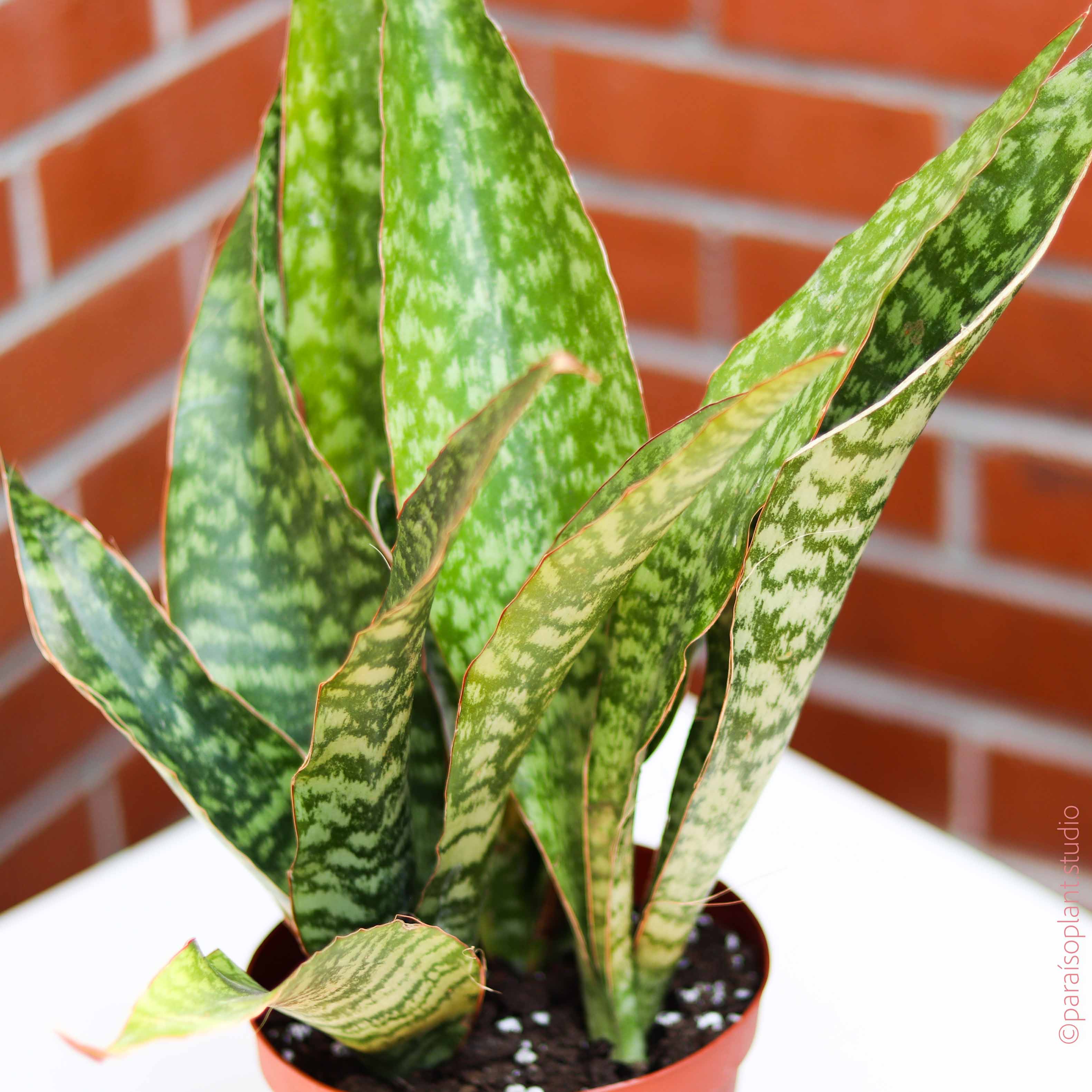 joboa snake plant 6in Sansevieria Jaboa – Paraíso Plant Studio