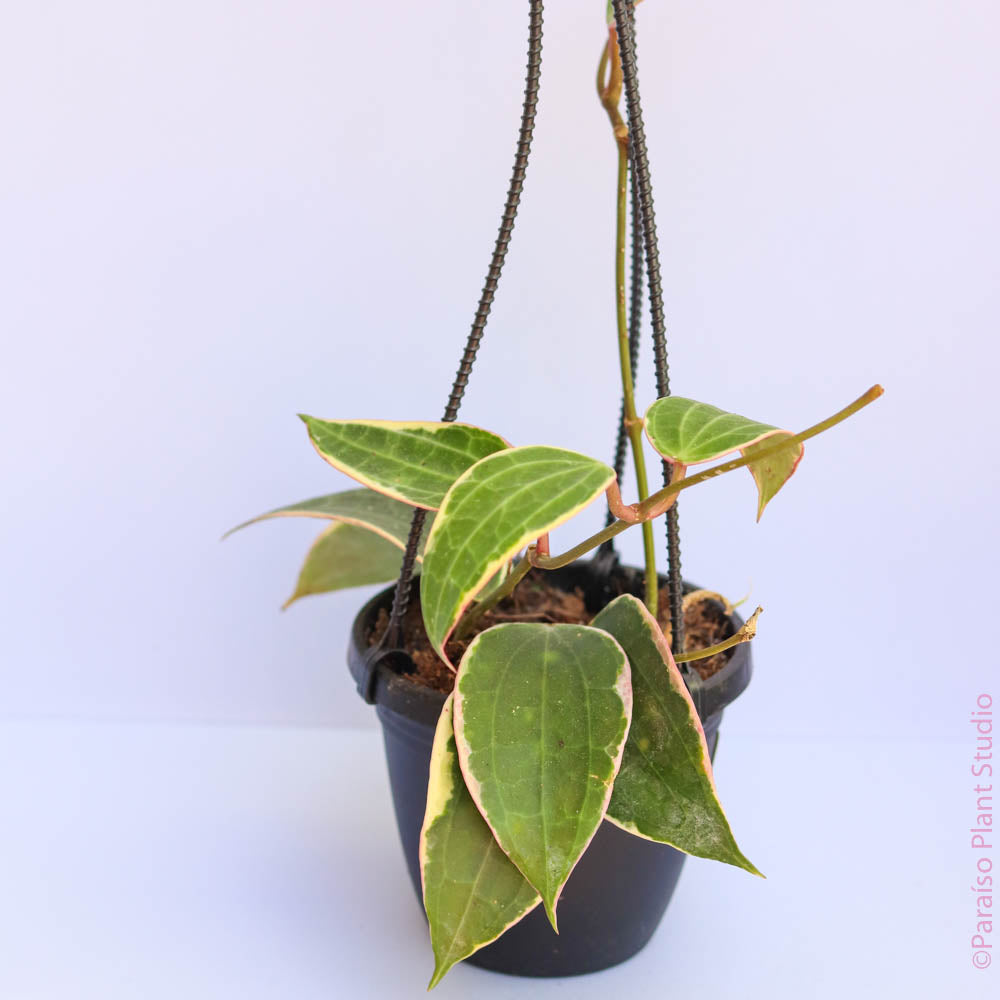 hoya plant hanging basket 4in Hoya Macrophylla