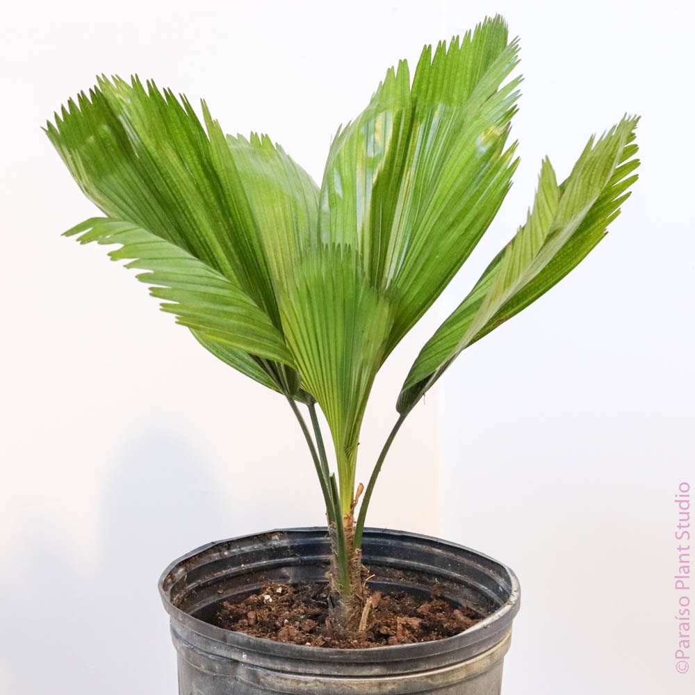 ruffled fan palm plant for sale 10in Licuala Grandis 'Ruffled Fan Palm'