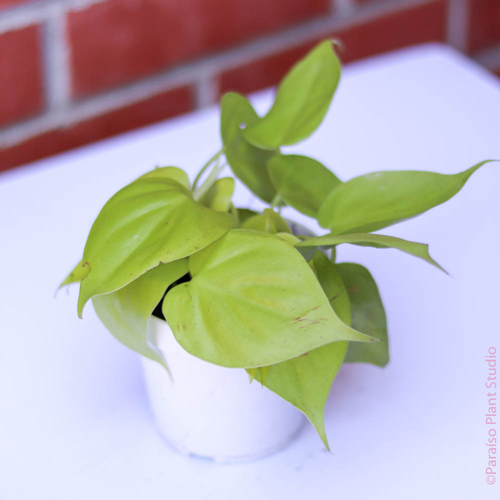 snkae plant Artificial Snake Plant | Plants main image 1
