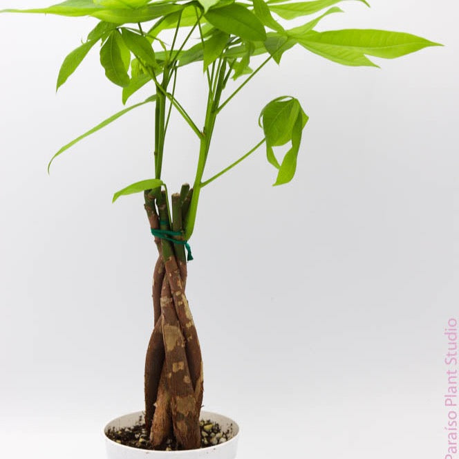 money tree alameda 4in Pachira Aquatica 'Money Tree’ Braided