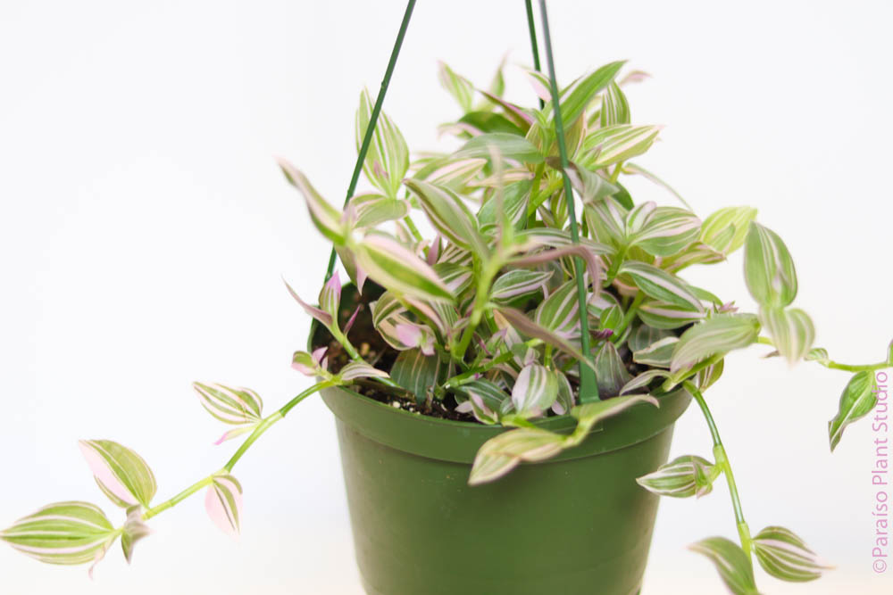lilac indoor plant 4in-6in Tradescantia Lilac – Paraíso Plant Studio
