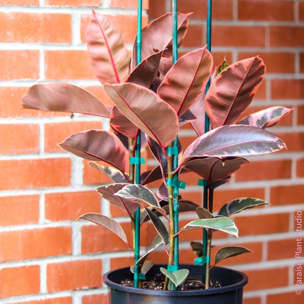 ficus ruby indoor plant 12in-14in Ficus Elastica Ruby