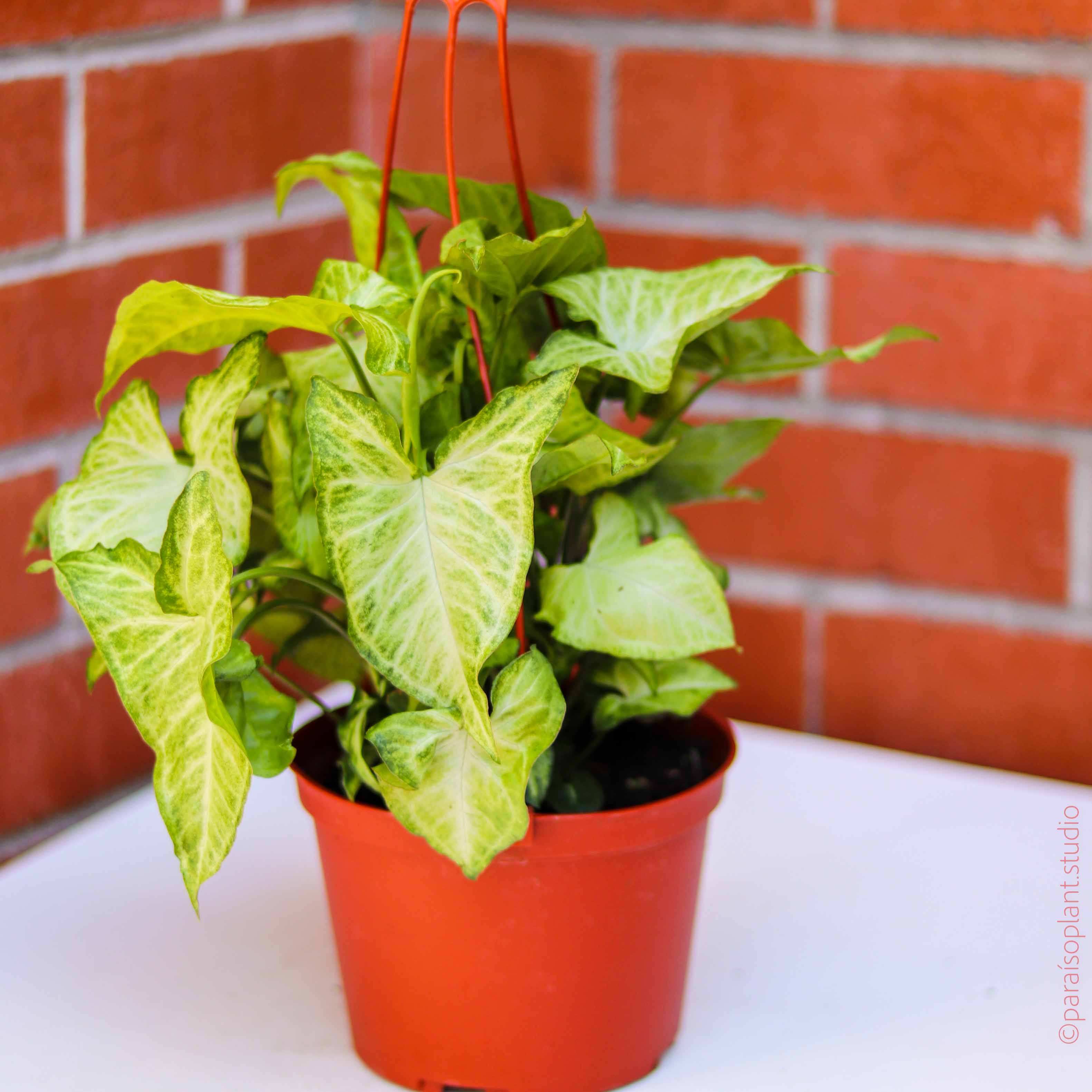 syngonium hanging plant 6in Syngonium Arrow Head Vine