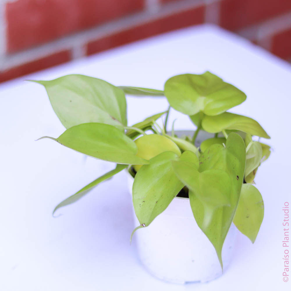 Philodendron Neon - Easy-care, Trailing Houseplants for Beginners 4" Pot by Succulents Box
