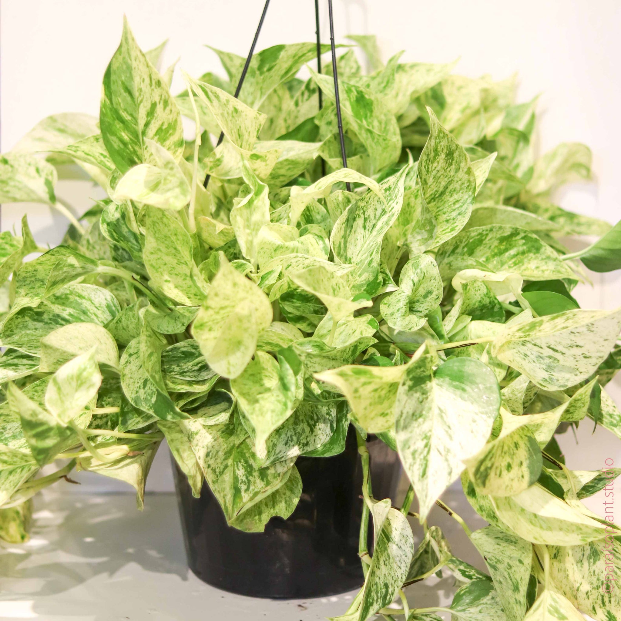 snow queen pothos for sale near me 8in Snow Queen Pothos