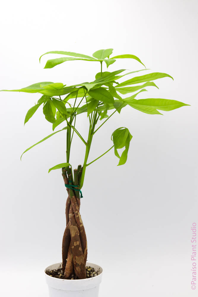 money tree temecula ca 4in Pachira Aquatica 'Money Tree’ Braided