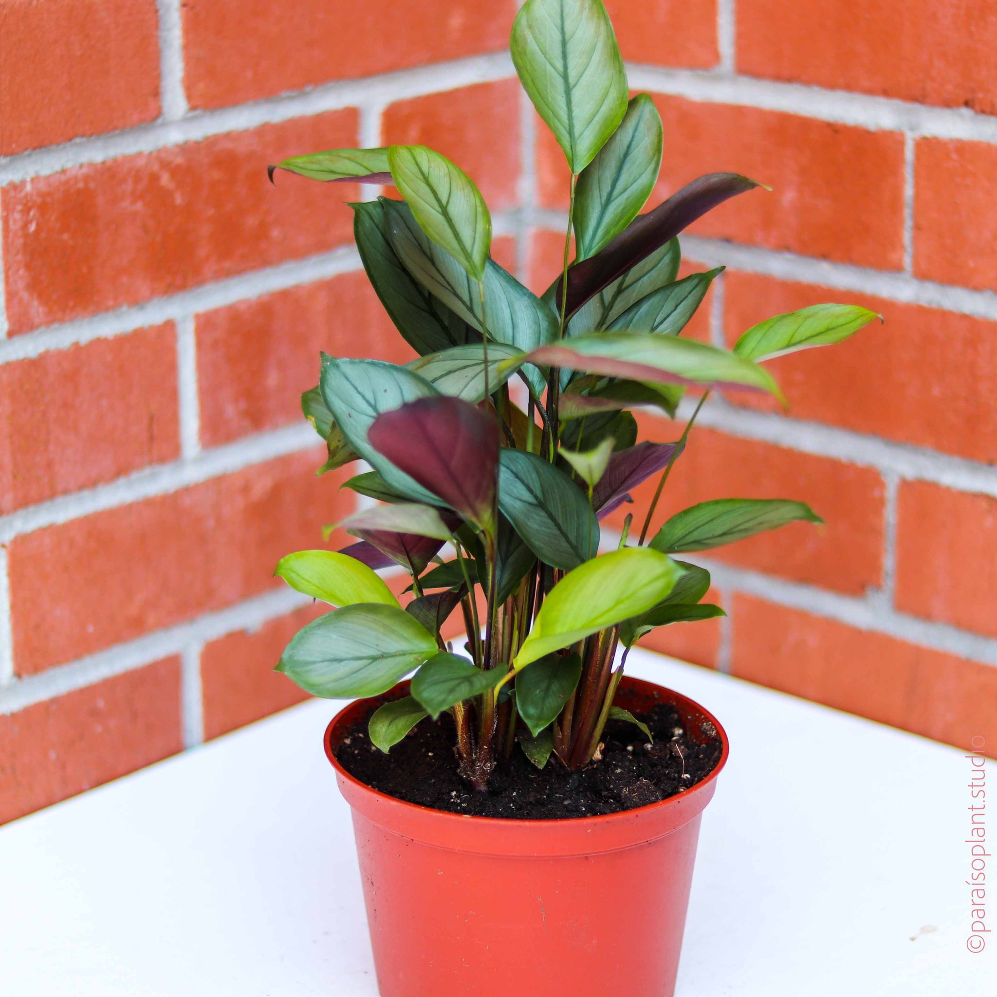 grey star calathea live plant in a 6 inch pot 6in Calathea Setosa 'Grey Star' – Paraíso Plant Studio