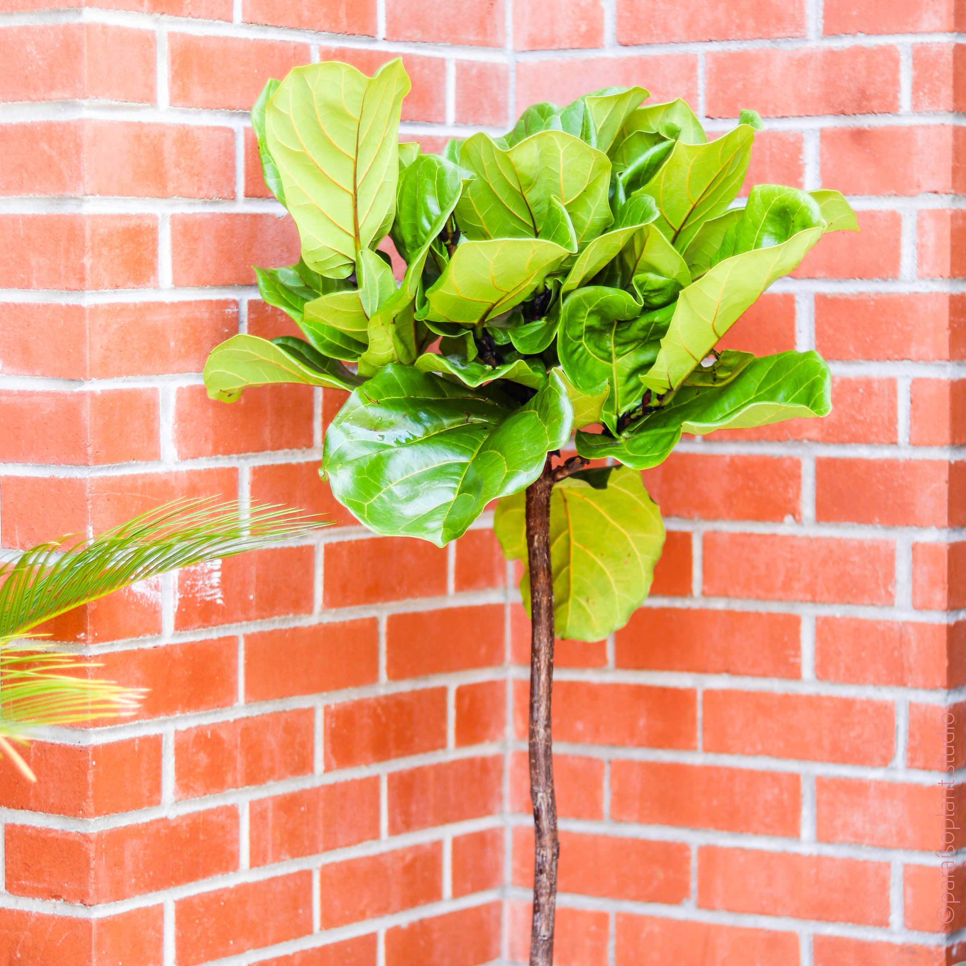 red fiddle leaf fig 10in Ficus Lyrata "Fiddle Leaf Fig" Standard – Paraíso Plant Studio