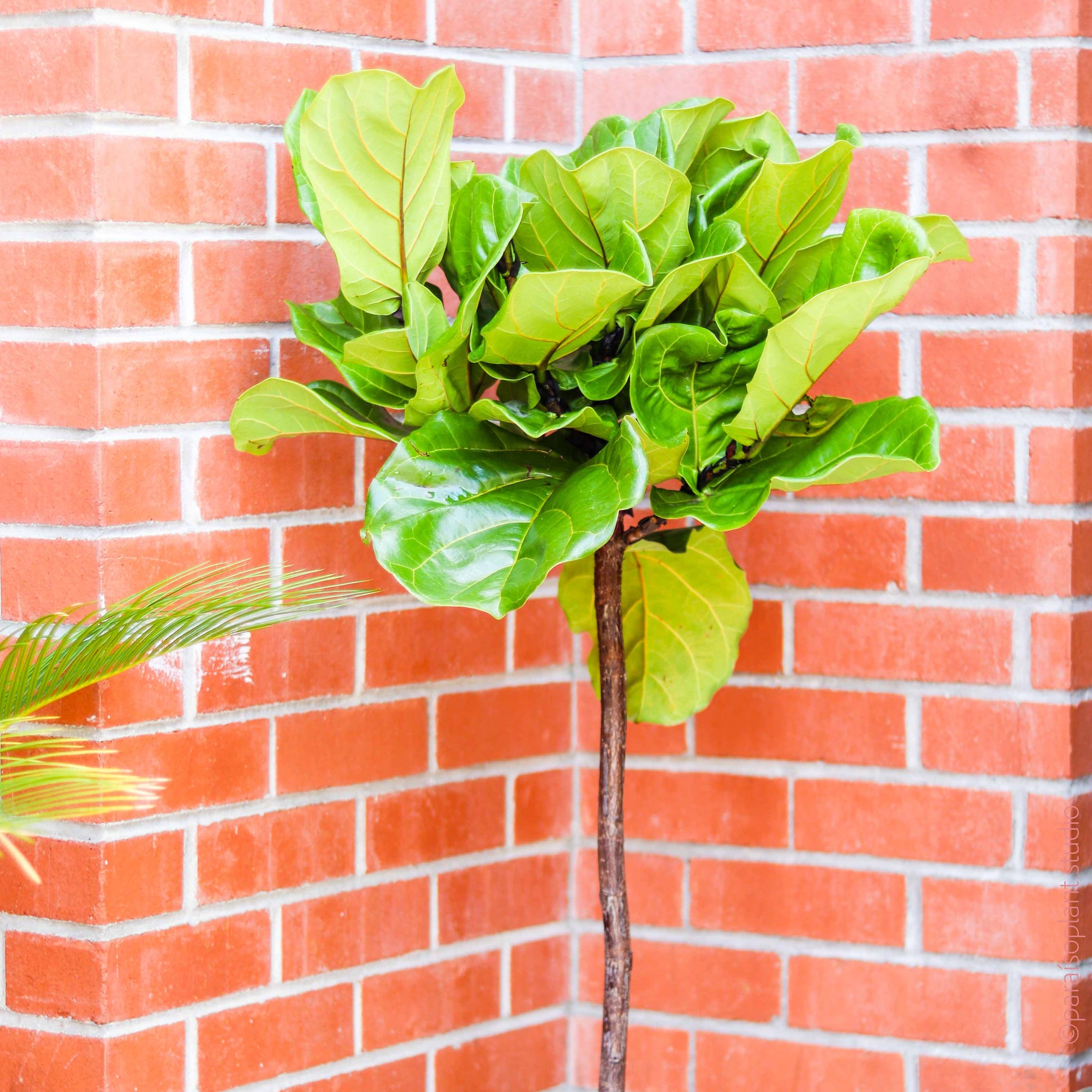 xl fiddle leaf fig Ficus Lyrata 'Fiddle Leaf Fig' Standard / 10"