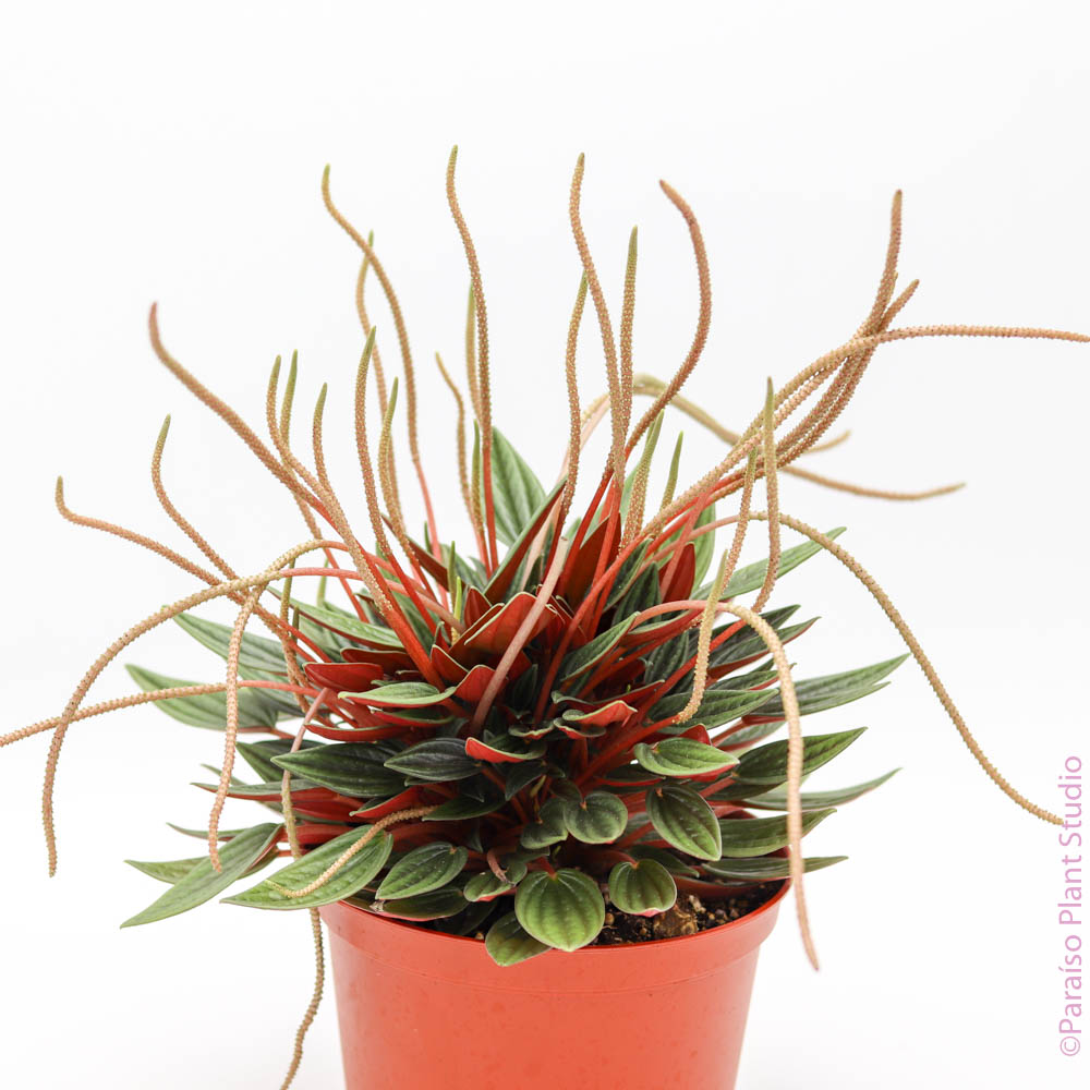 6in Peperomia Rosso