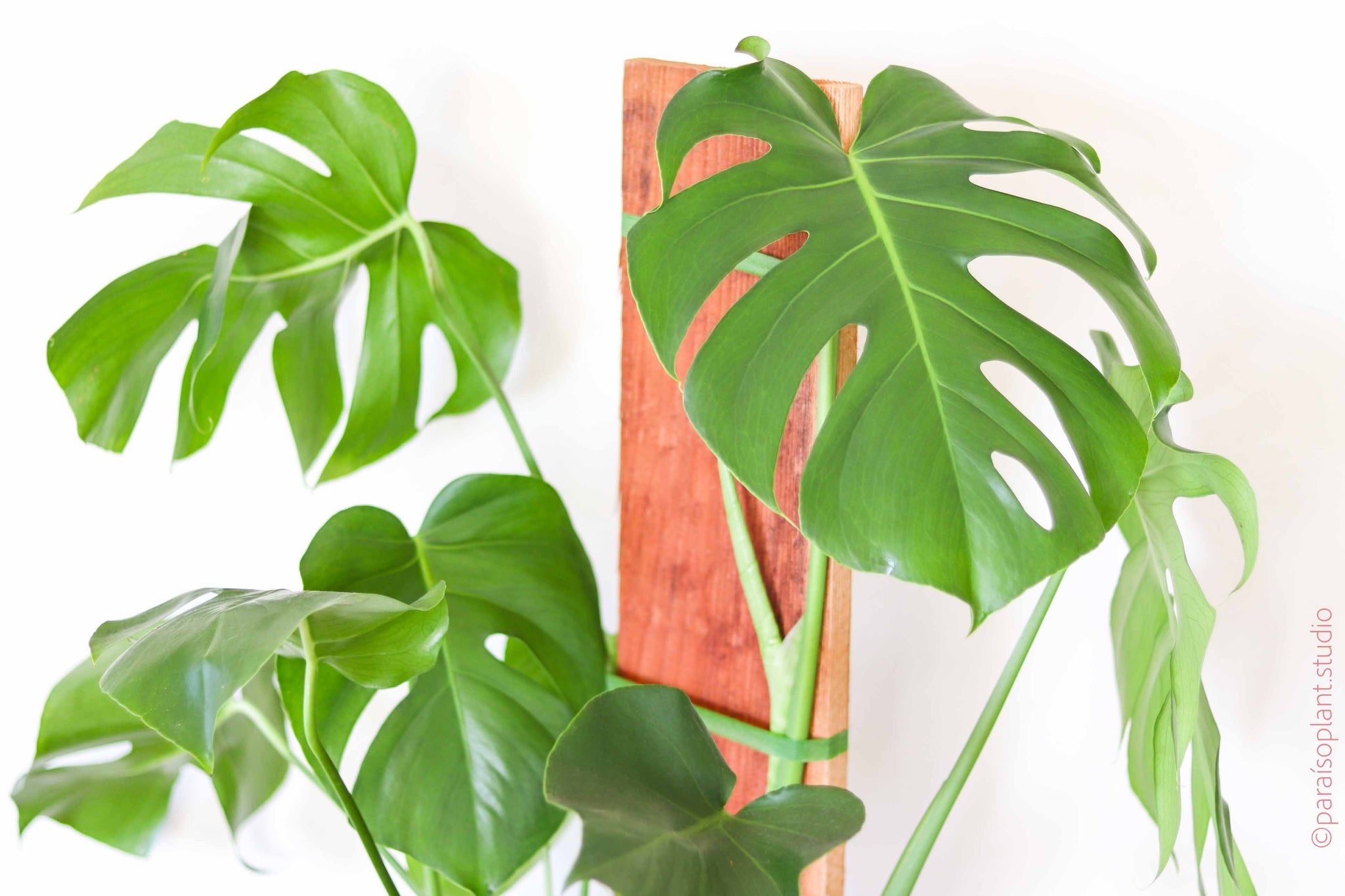 10in Monstera Deliciosa