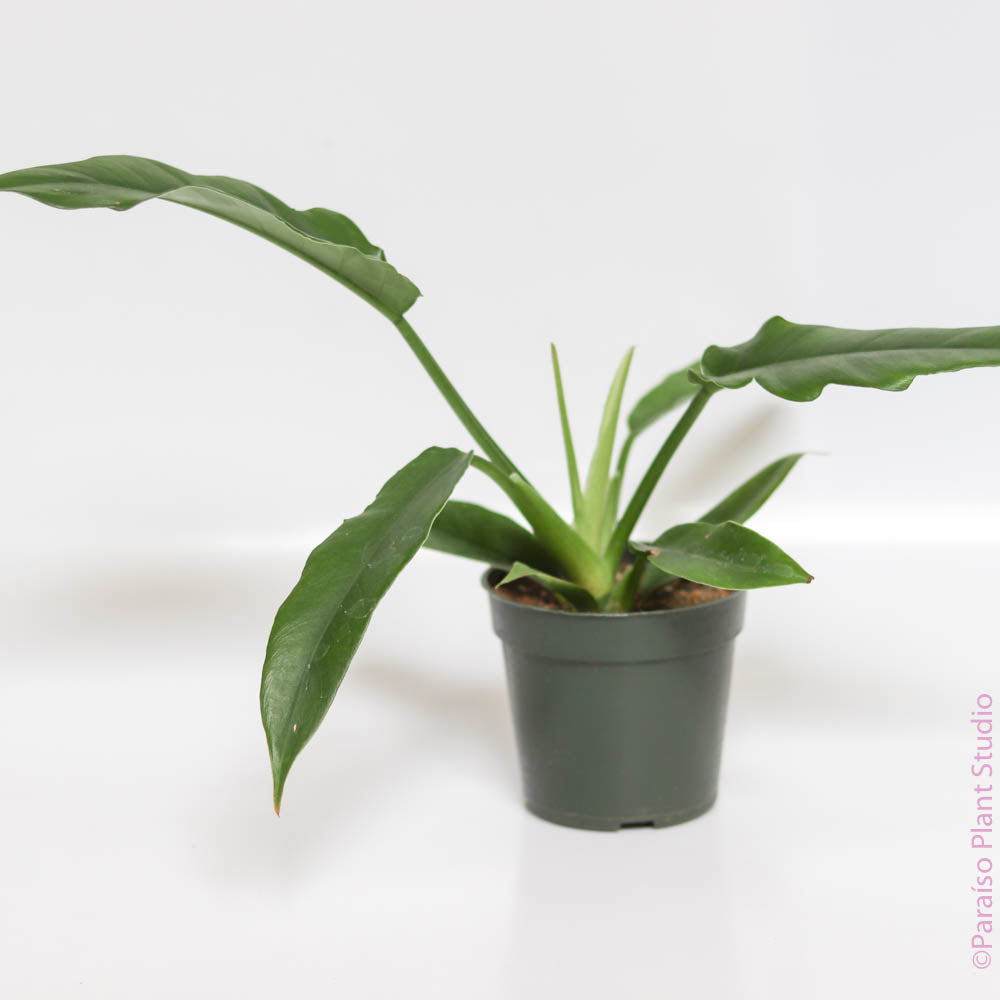 philodendron jungle boogie plants Philodendron Jungle Boogie 6in Jungle Fever