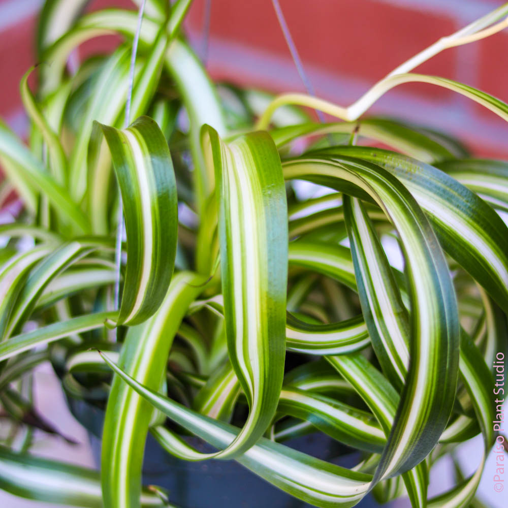 bonnie curly spider plant for sale Spider Plant 'Bonnie' 6" Pot / Black Eco Pot