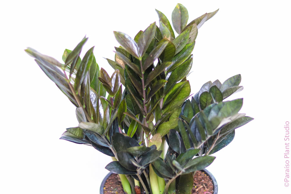 raven zz plant large 2gal-10in Black ZZ – Paraíso Plant Studio