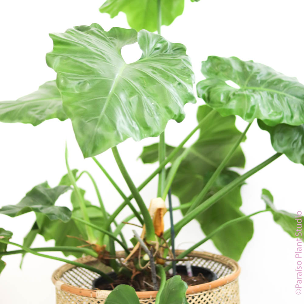 indoor elephant ear philodendron 14in Philodendron Giganteum – Paraíso Plant Studio
