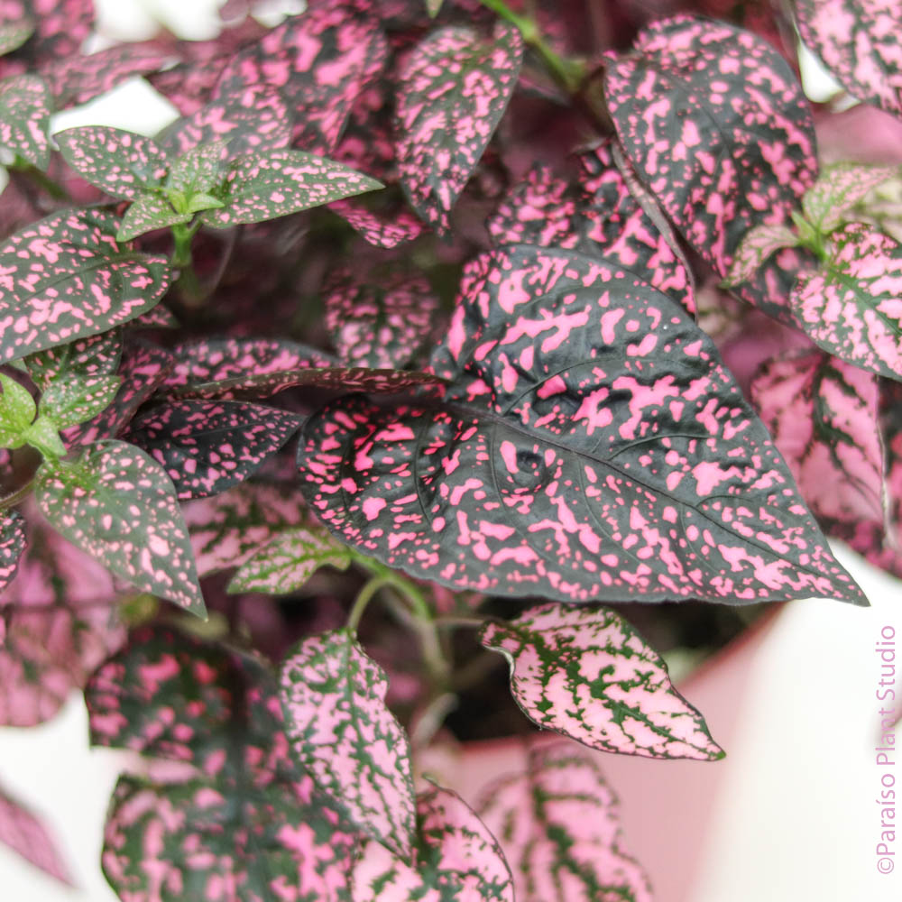 pink pothos plant 6in Hypoestes Phyllostachya 'Polka Dot Plant' – Paraíso Plant Studio