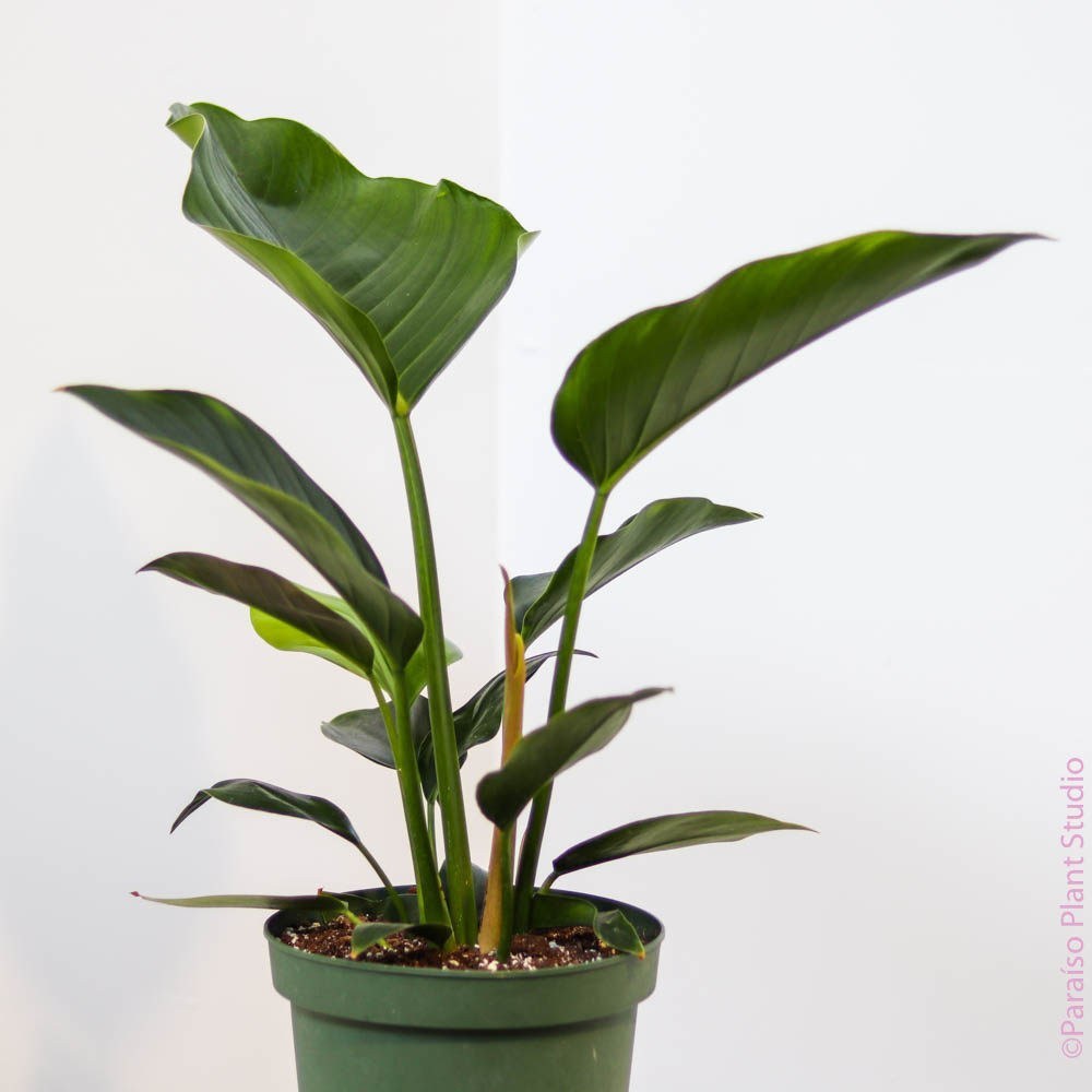 philodendron congo height 8in-10in Philodendron Congo Green