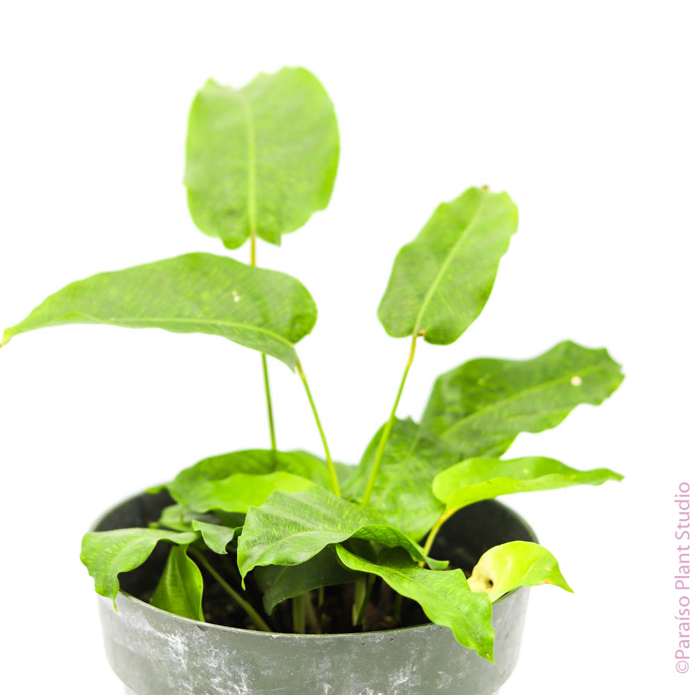 philodendron musaica 6in-8in Calathea Musaica