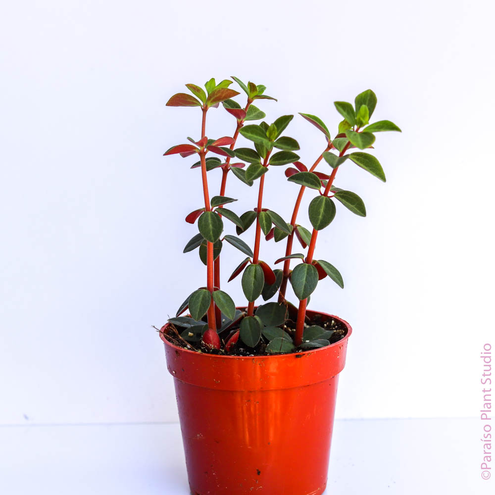 red peperomia succulent Peperomia Verticillata