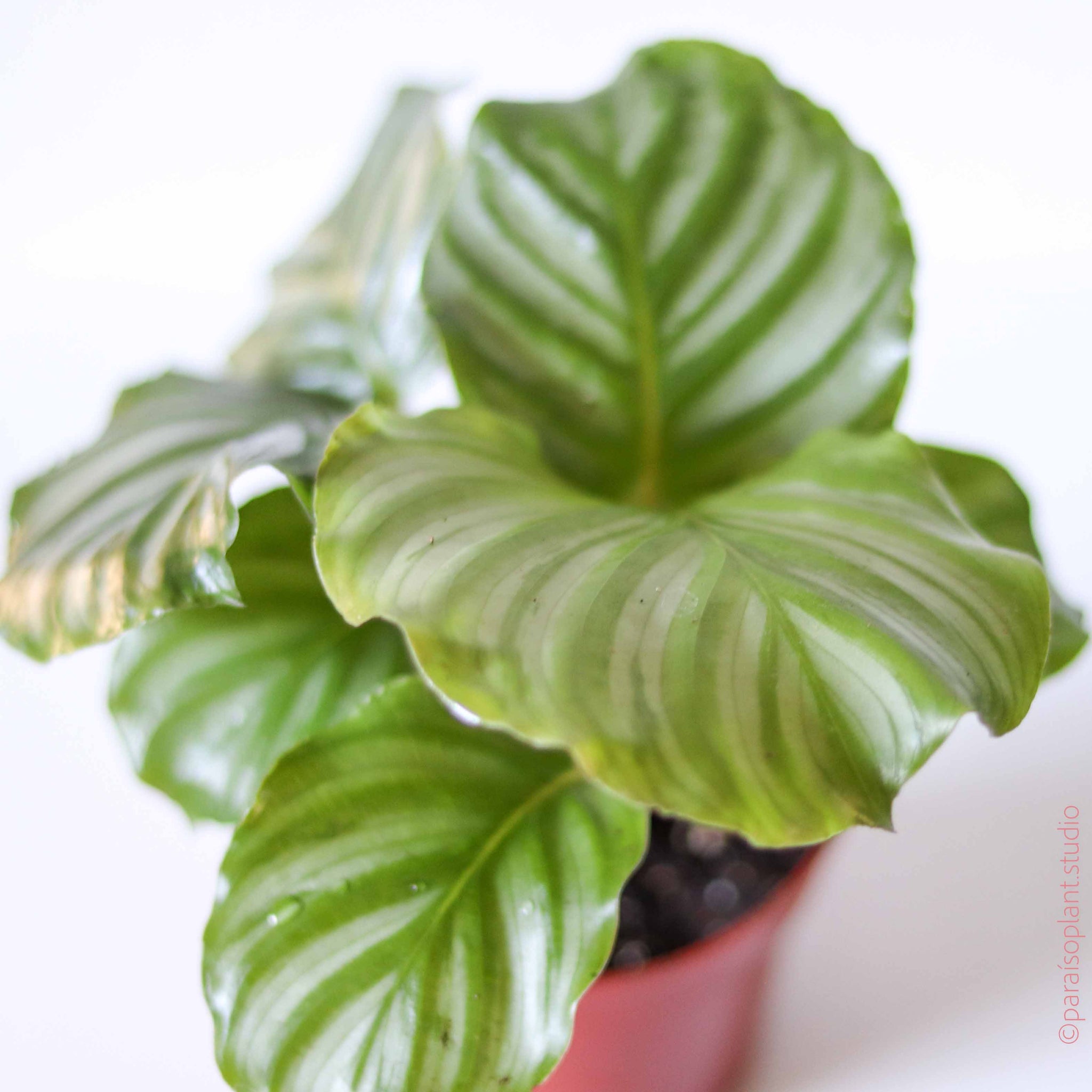 Calathea  Paraso Plant Studio