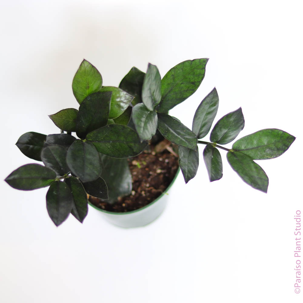 jungle warrior zz plant 4in-5in ZZ Black