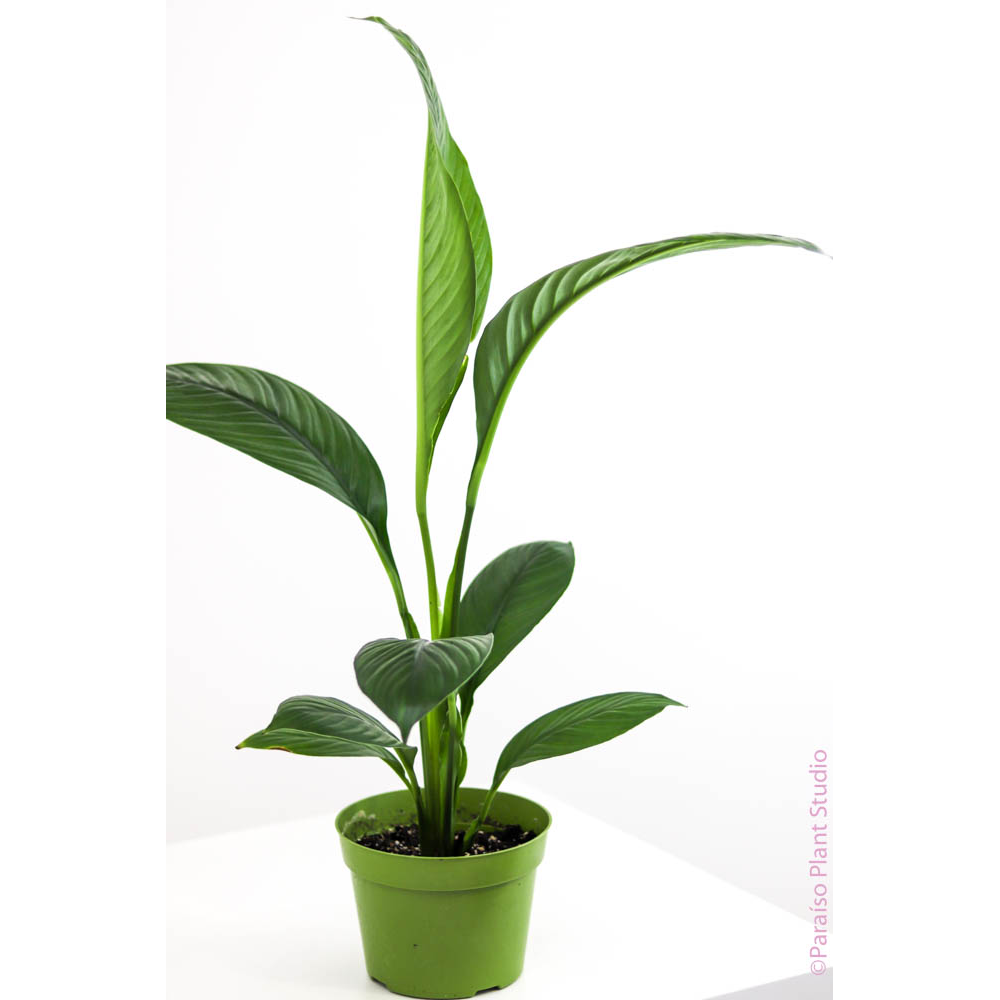 sensation plant vs peace lily 4in-6in 'Sensation Peace Lily' Spathiphyllum