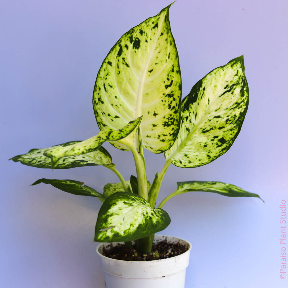 dieffenbachia camille care 8in Dieffenbachia Camille