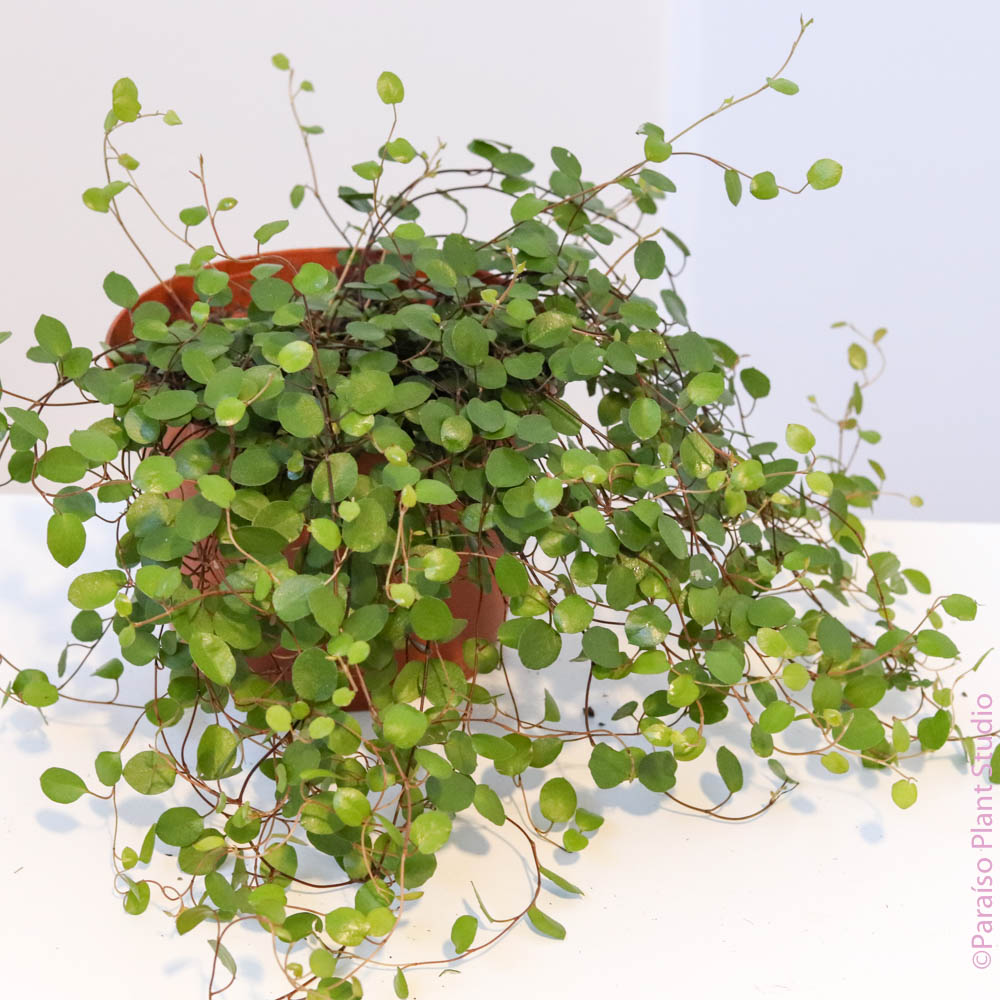 angel vine hanging plant Biblical Angel Vine