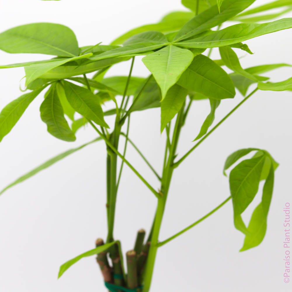money tree hours seattle 4in Pachira Aquatica 'Money Tree’