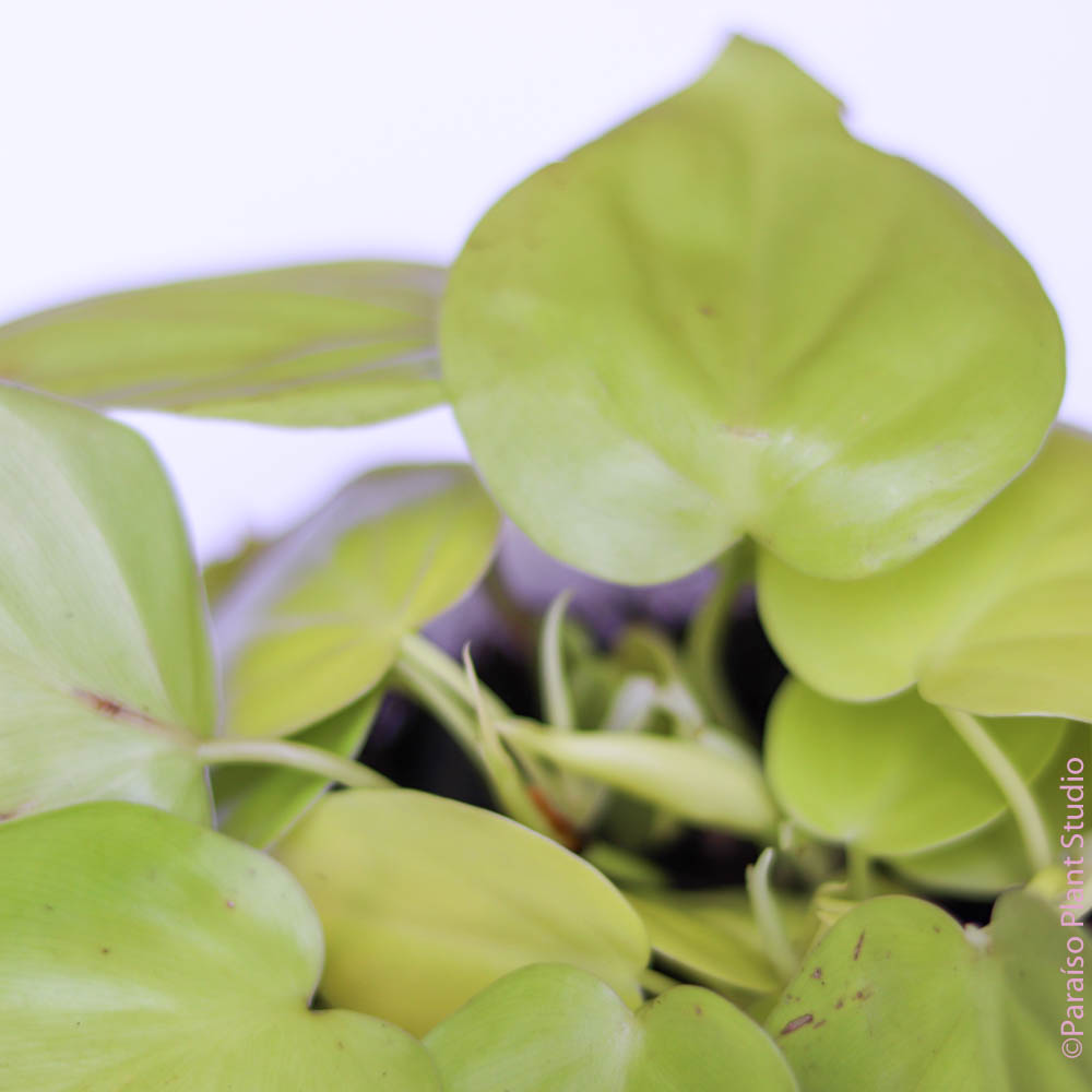 Philodendron Neon