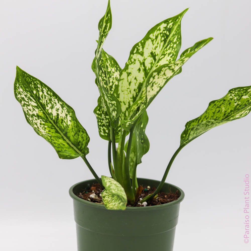aglaonema wintry winehouse Aglaonema Wintery Winehouse