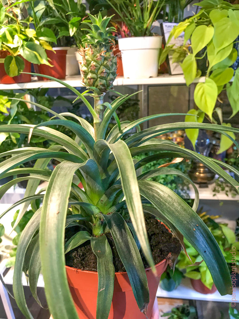 6in-8in Ornamental Pineapple Bromeliad